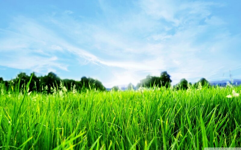 Green Grass Field — Serene, Afternoon, Photograph, Sky, Trees