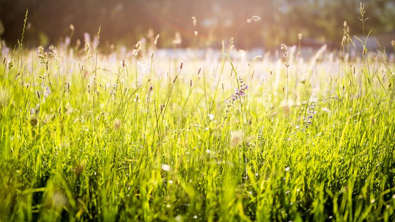 Green Grass Field — Serene, Afternoon, Photograph, Sunlight