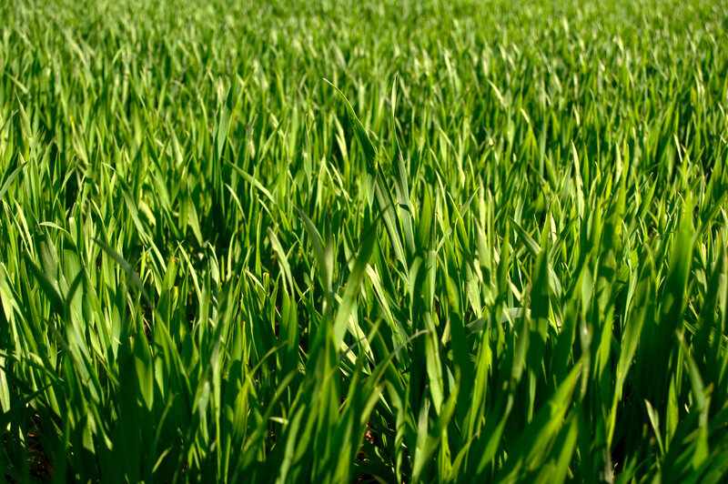 Green Grass Field — Serene, Afternoon, Photograph
