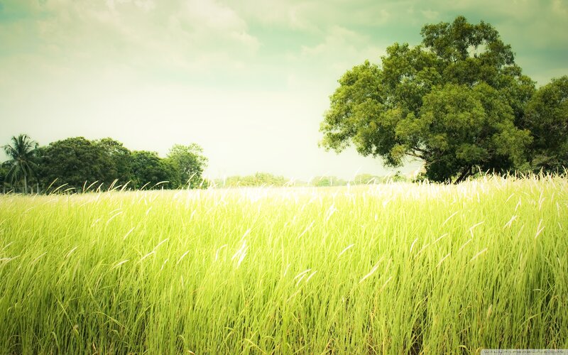 Green Grass Field — Serene, Afternoon, Photograph, Tree
