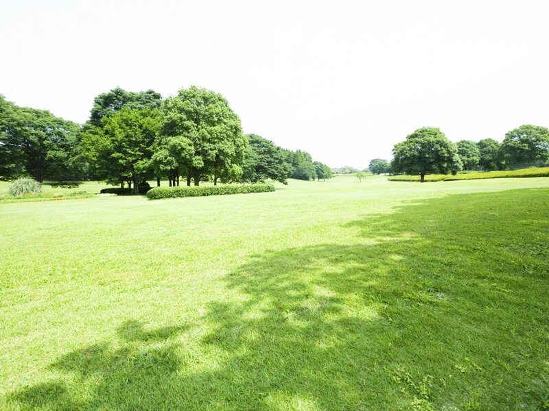 Green Grass Field — Serene, Afternoon, Photograph, Trees, Hedges