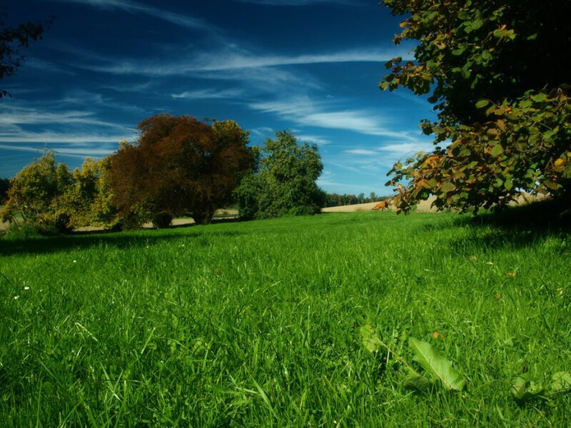 Green Grass Field — Serene, Afternoon, Photograph, Trees, Sky