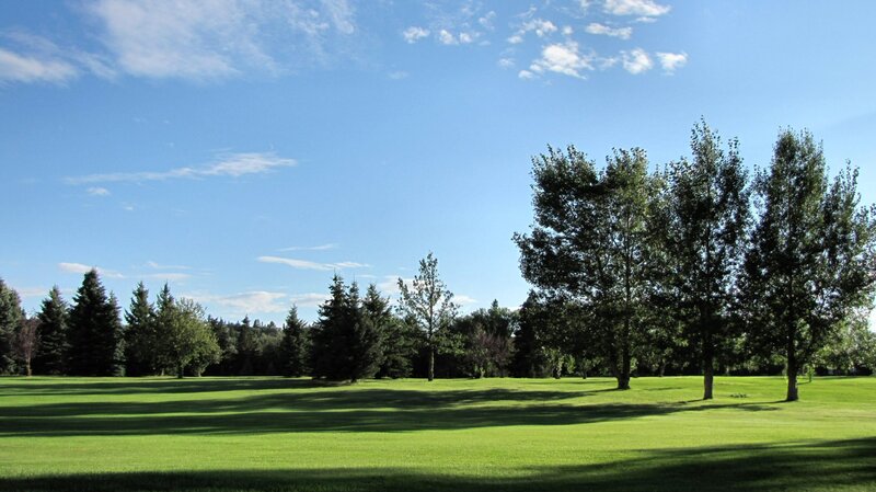 Green Grass Field — Serene, Afternoon, Photograph, Trees
