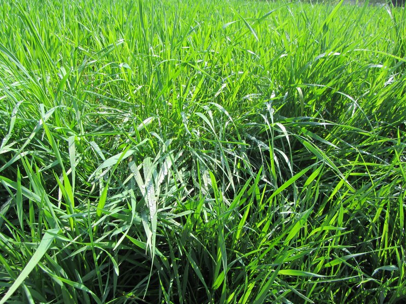 Green Grass Field — Serene, Morning