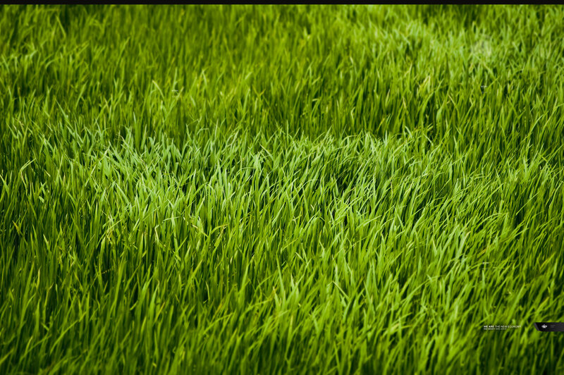 Green Grass Field — Serene, Photograph, Text