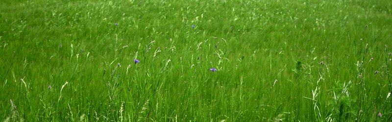 Green Grass Field — Serene, Summer