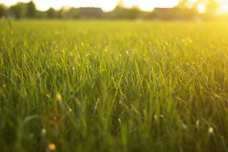 Green Grass Field — Serene, Sunset, Photograph, Sunlight