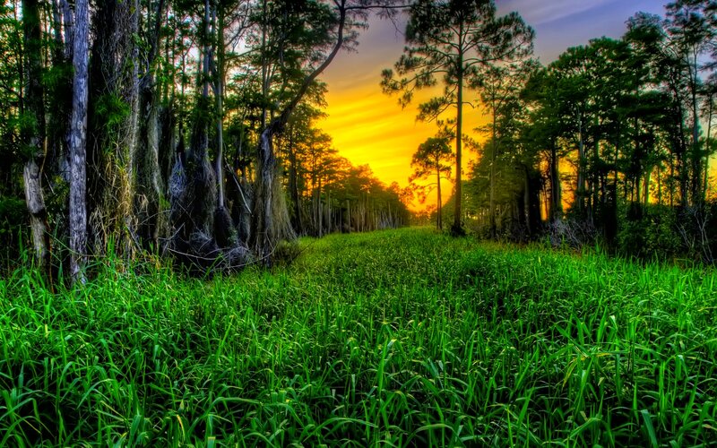 Green Grass Field — Serene, Sunset