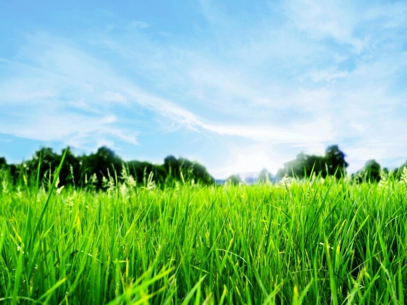 Green Grass Field — Sun