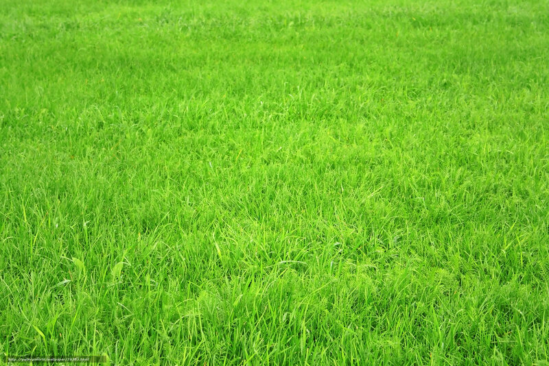green grass field