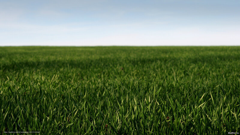 green grass field under blue sky