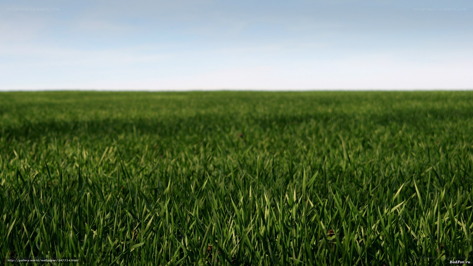 green grass field under blue sky