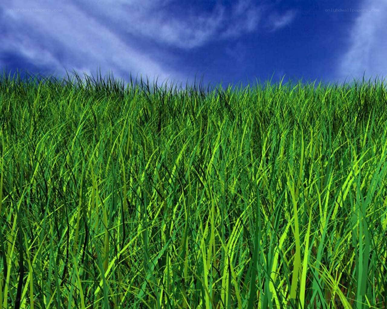 green grass field under blue sky