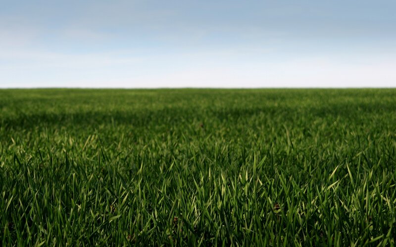 green grass field under blue sky
