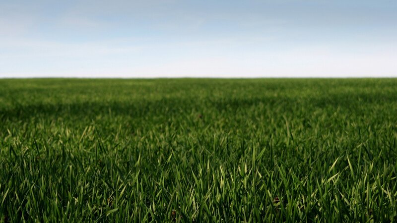 green grass field under blue sky