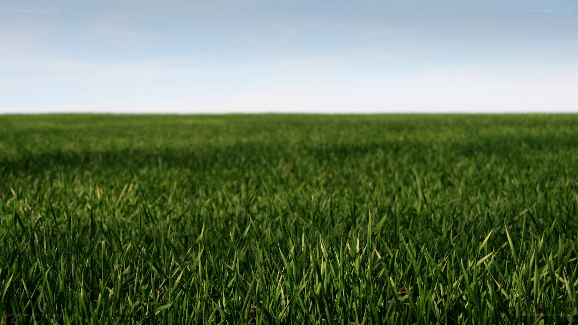 green grass field under blue sky