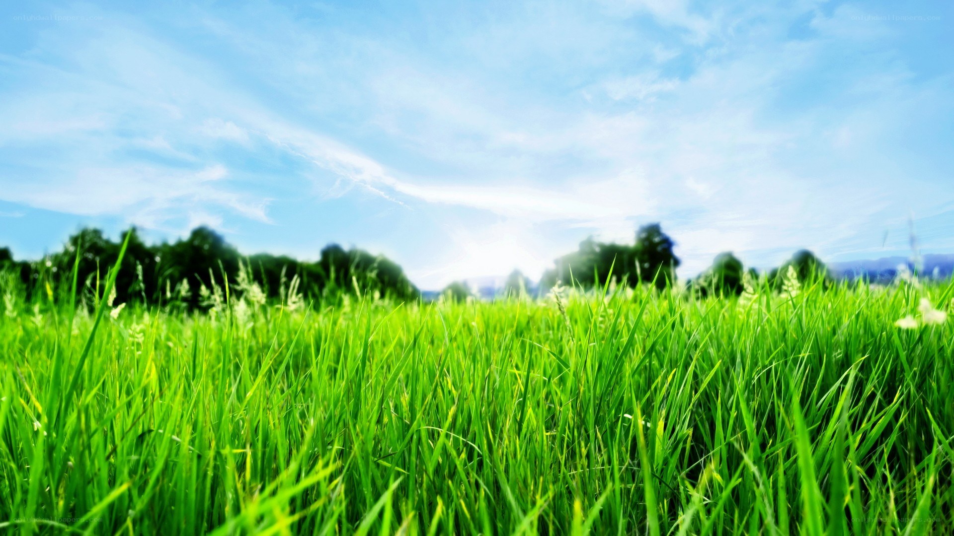 Green grass field under blue sky