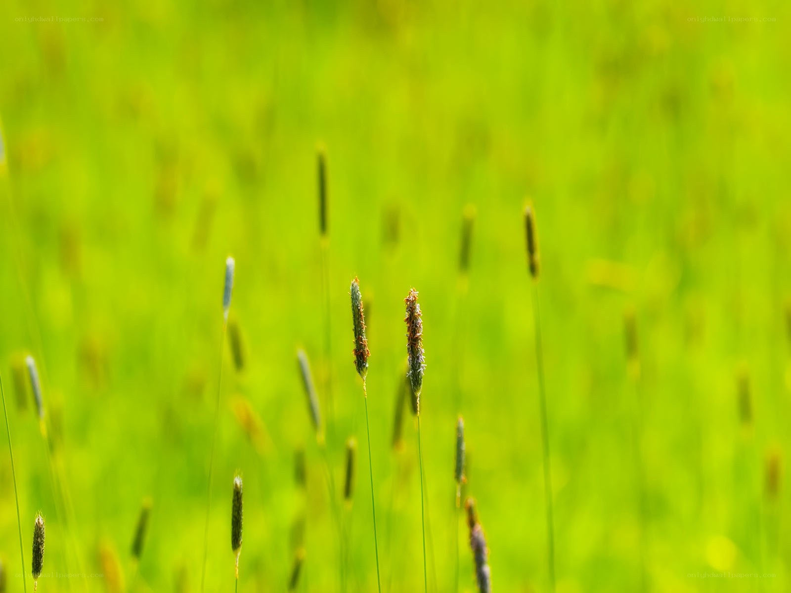 Green grass field with seed heads