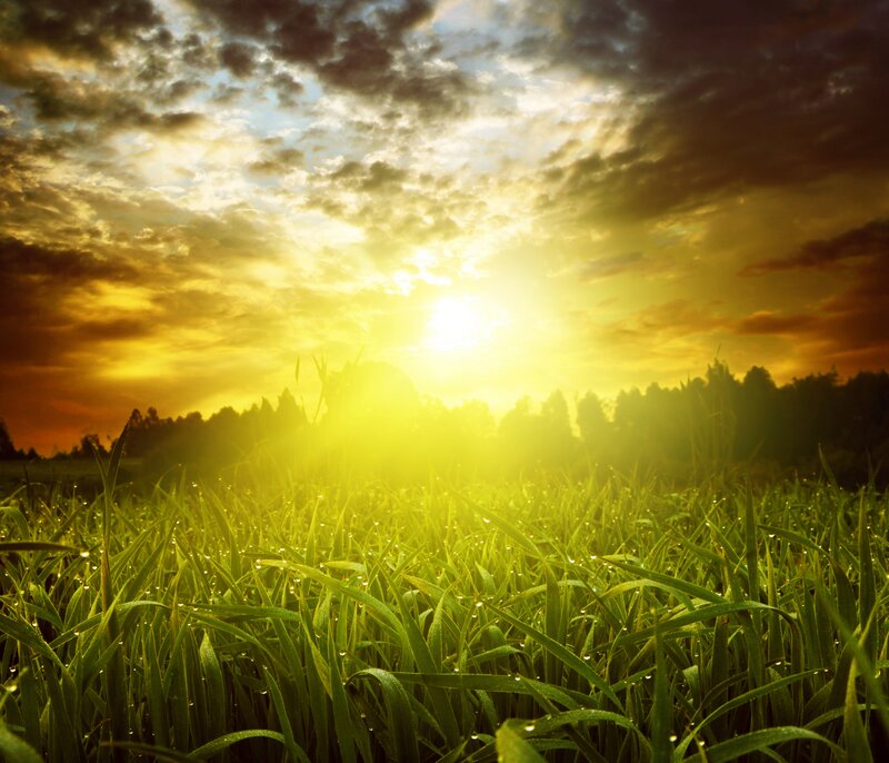 Green Grass Field — Yellow