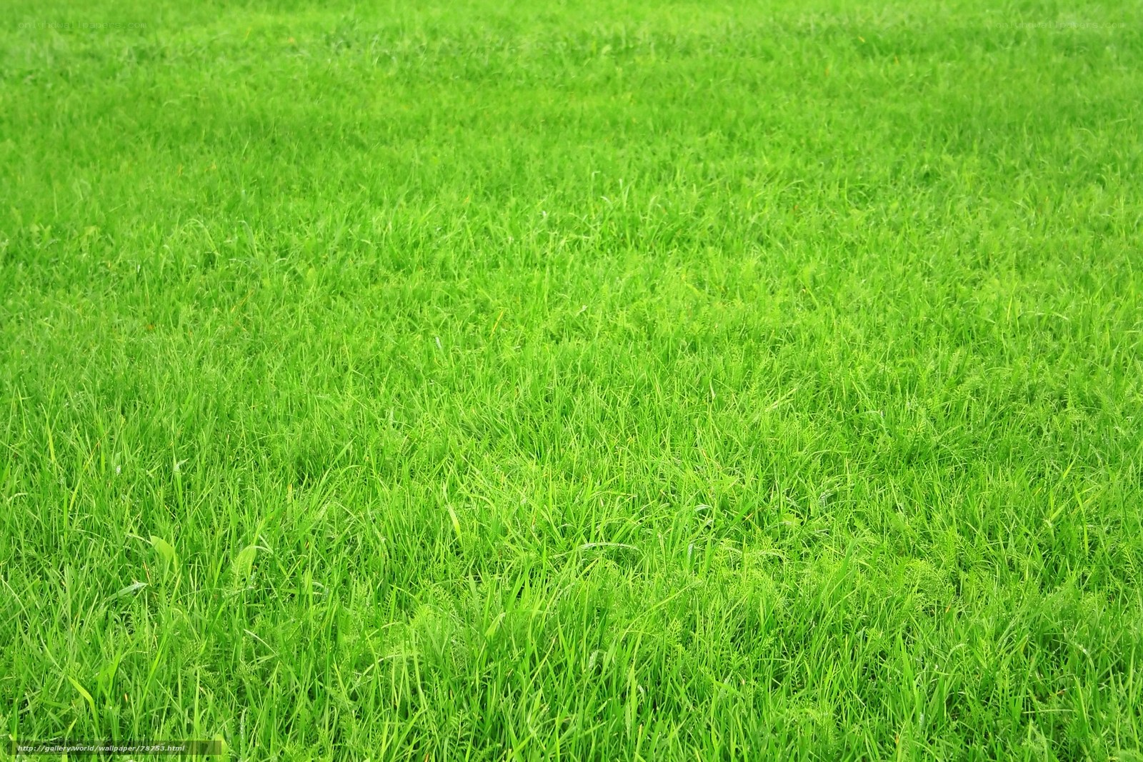 green grass field