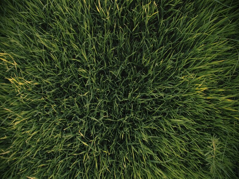 green grass from above