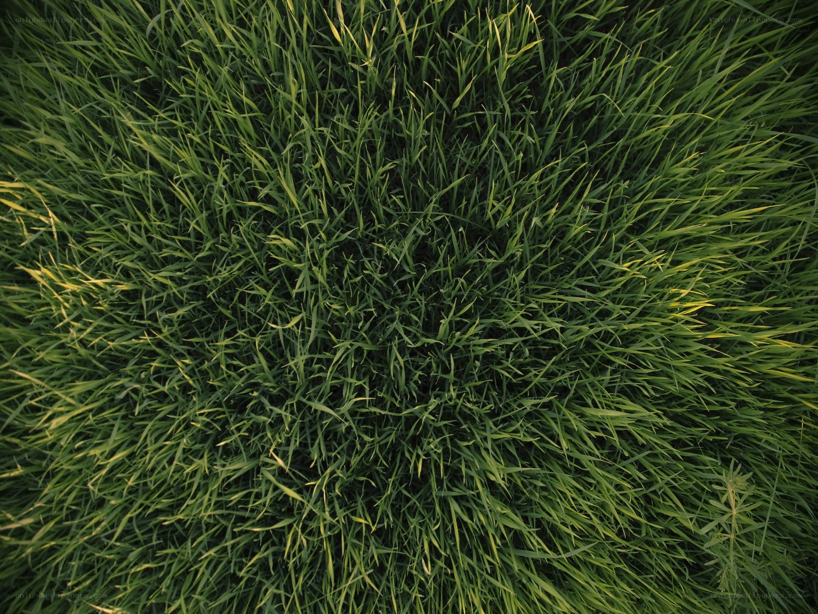 green grass from above