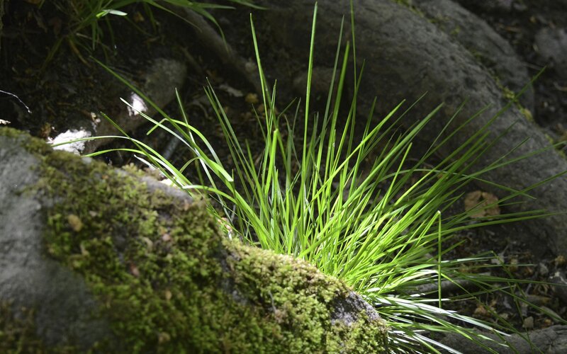 Green grass growing between rocks