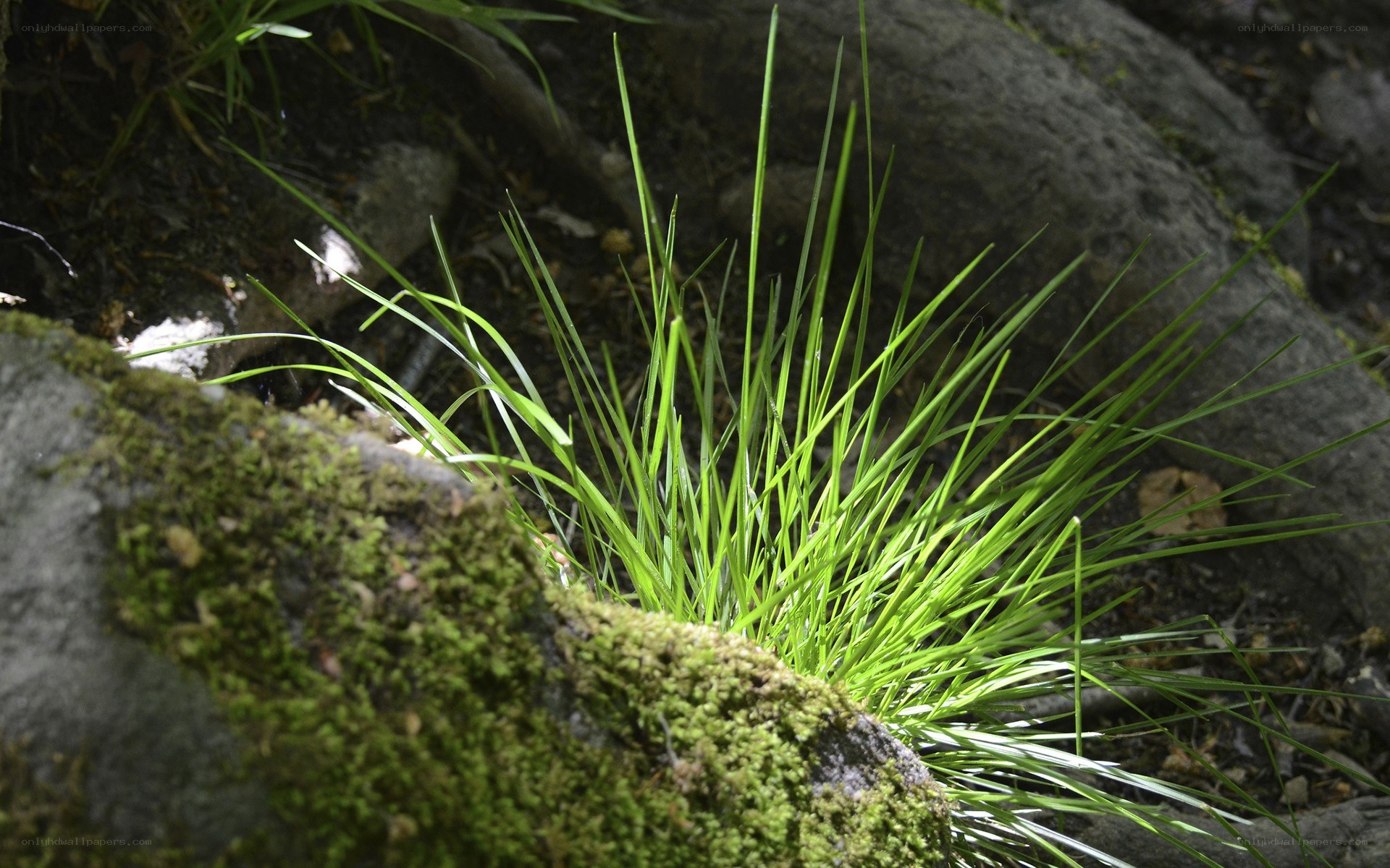 Green grass growing between rocks