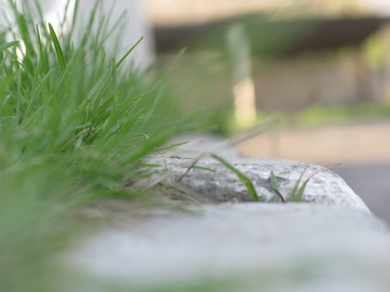 Green Grass Growing
