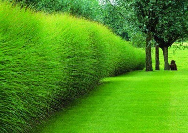 Green Grass Hedge