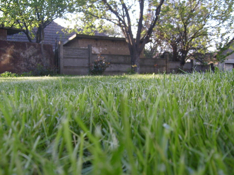 green grass in a backyard