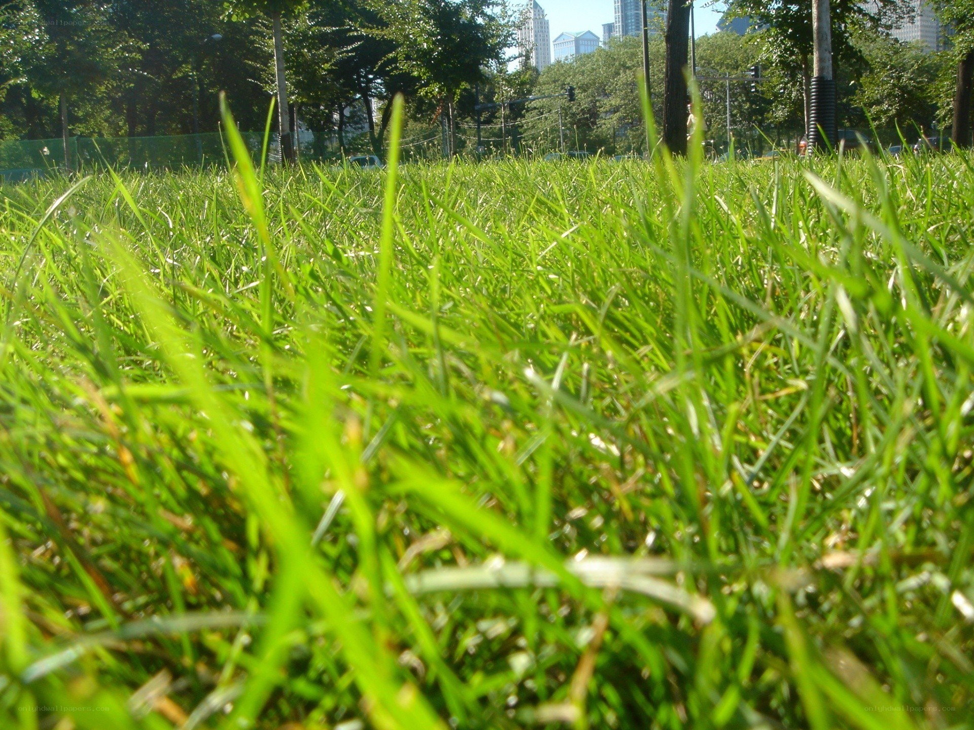 green grass in a city park