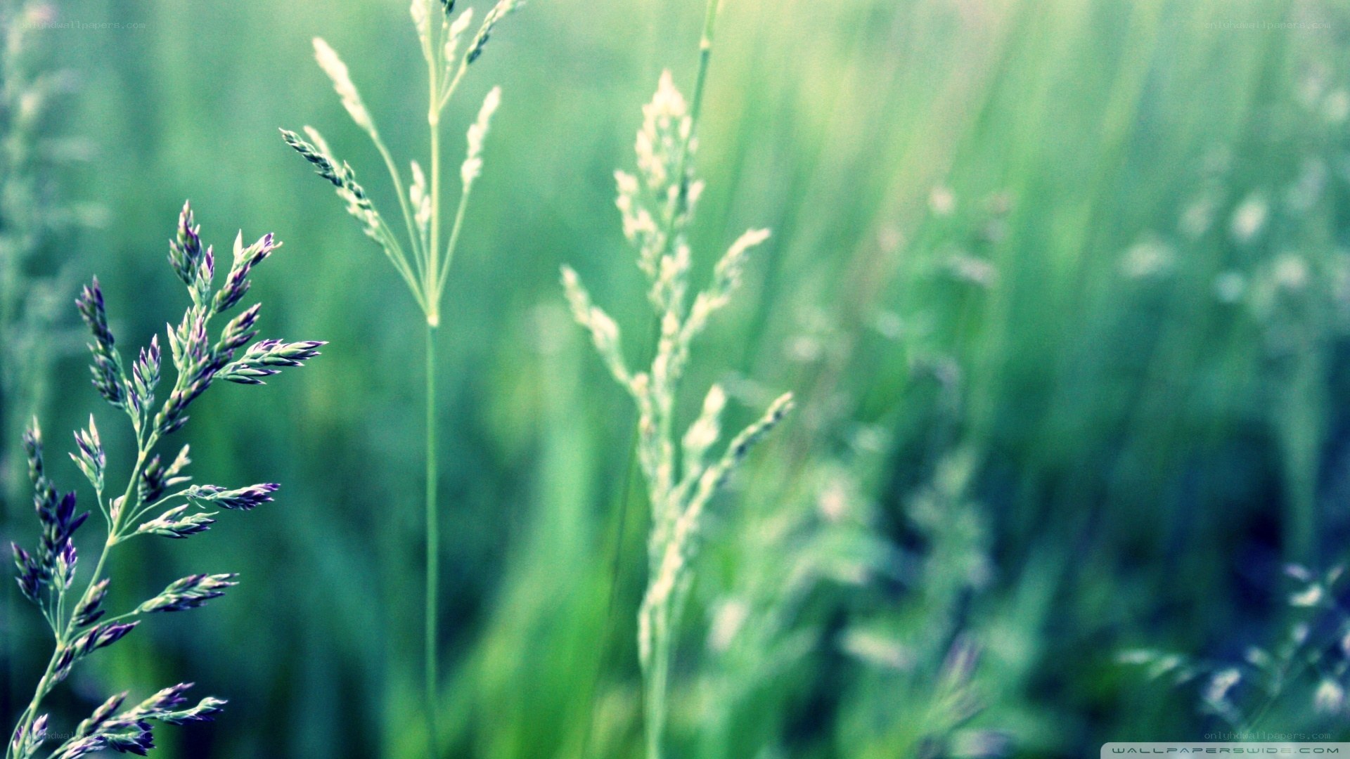 Green grass in a field