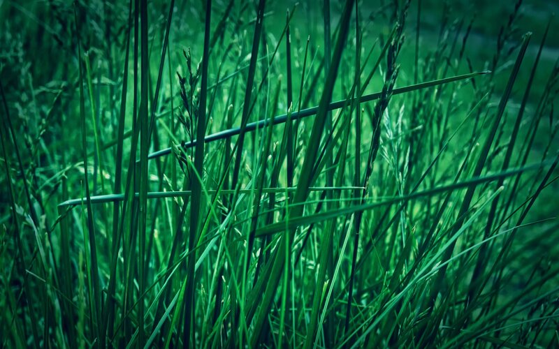 green grass in a field