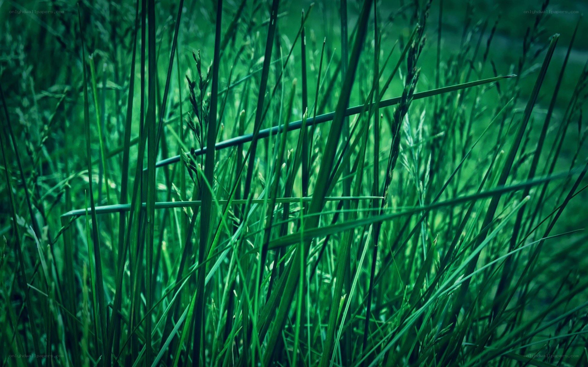 green grass in a field
