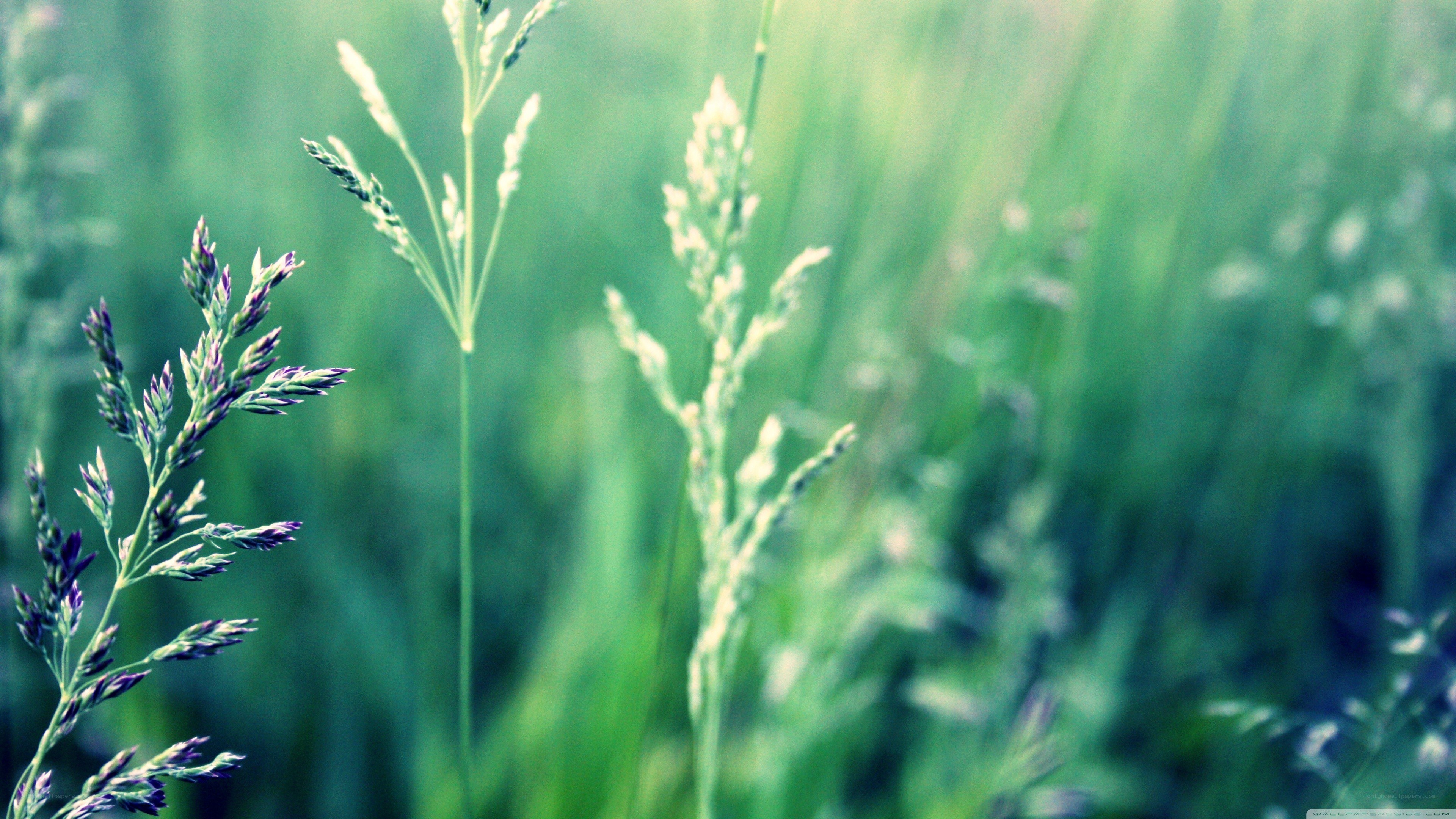 green grass in a field