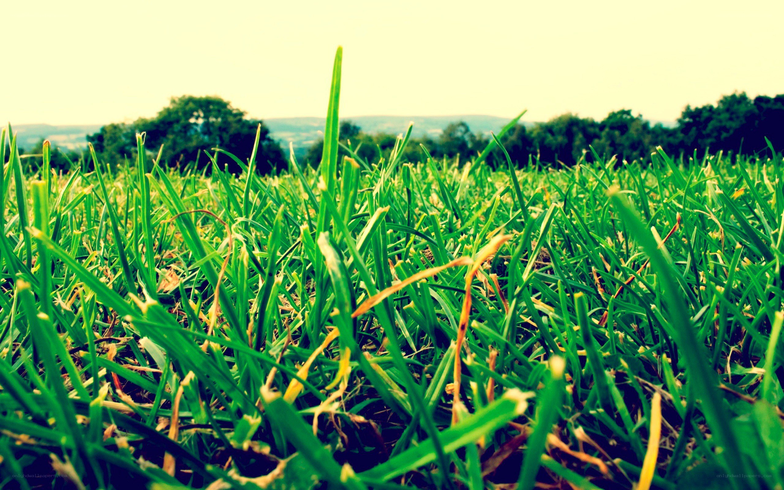 green grass in a field