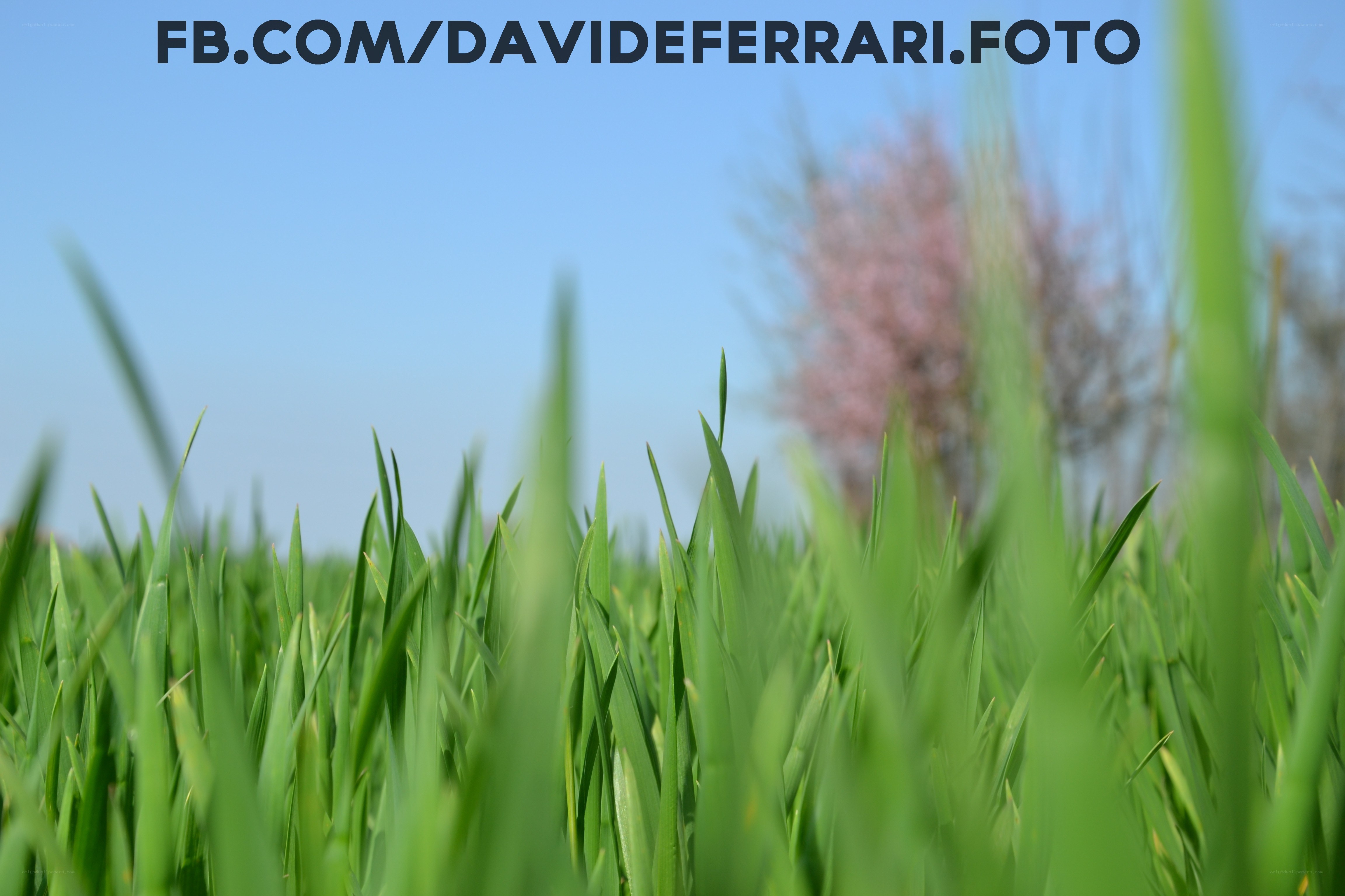 green grass in a field