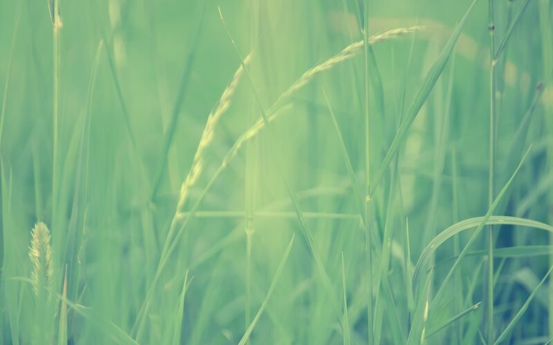 green grass in a field