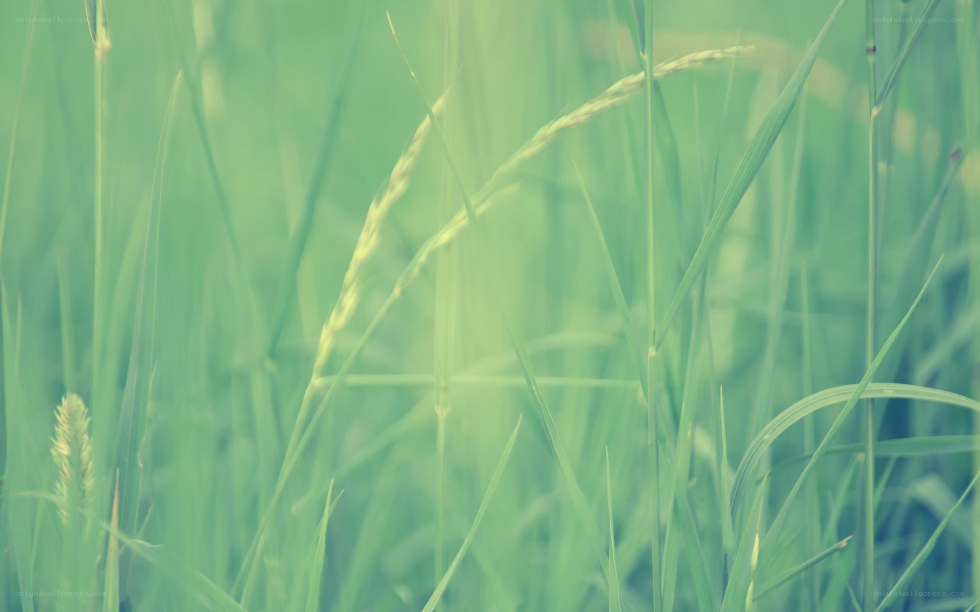 green grass in a field