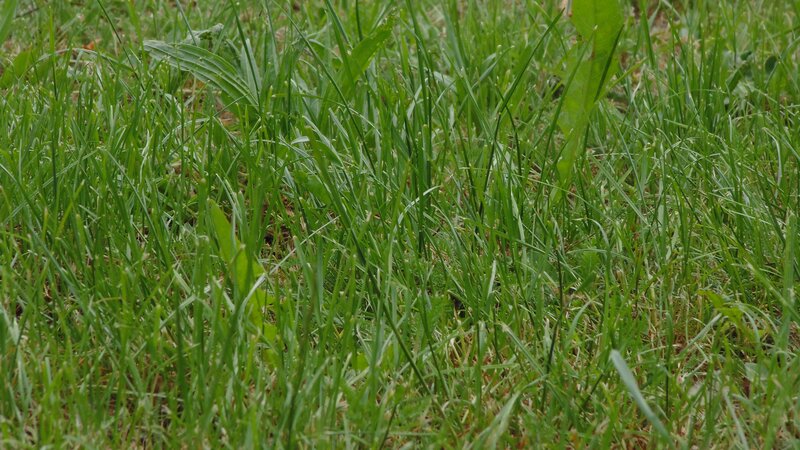 green grass in a field