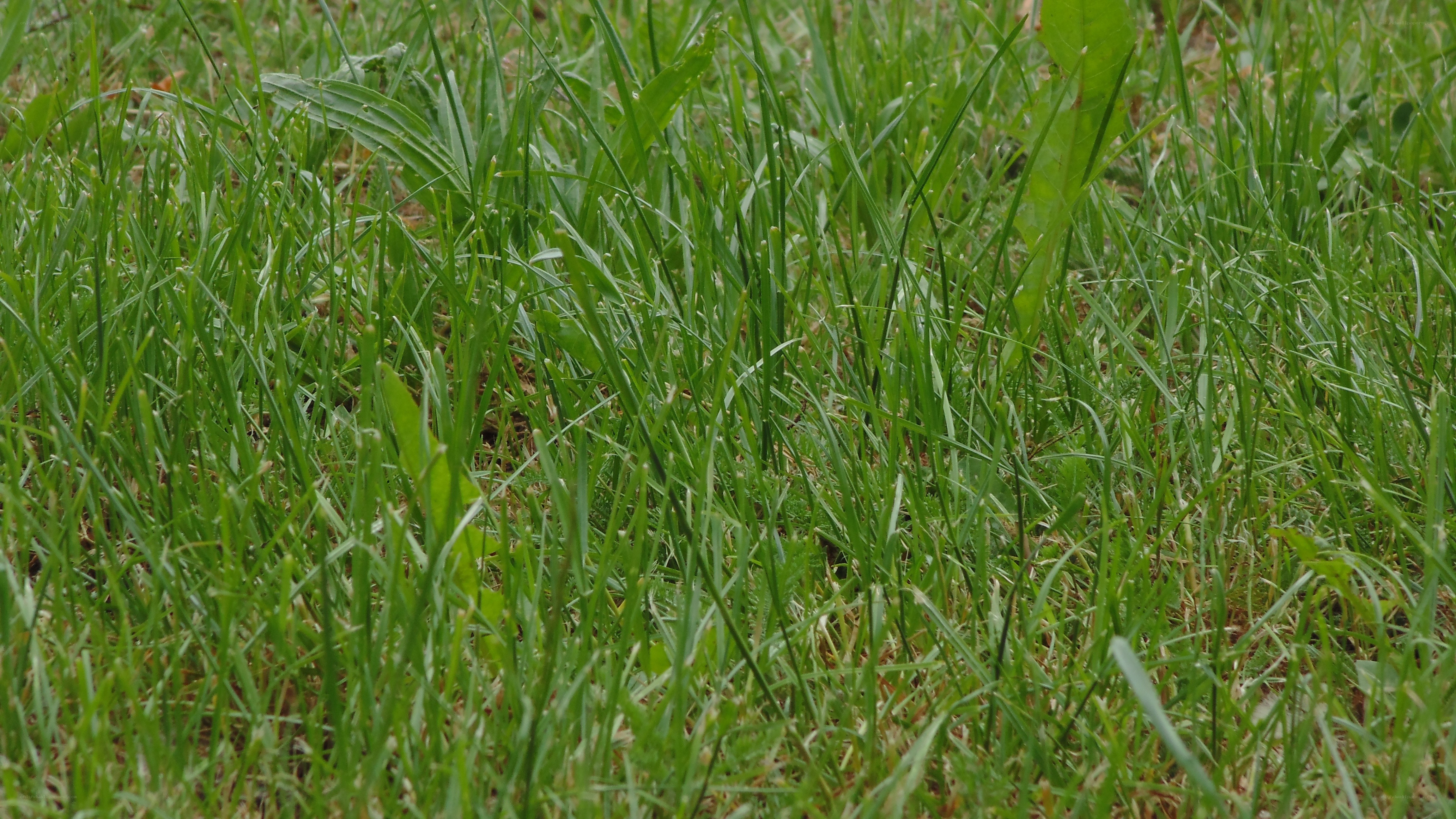green grass in a field
