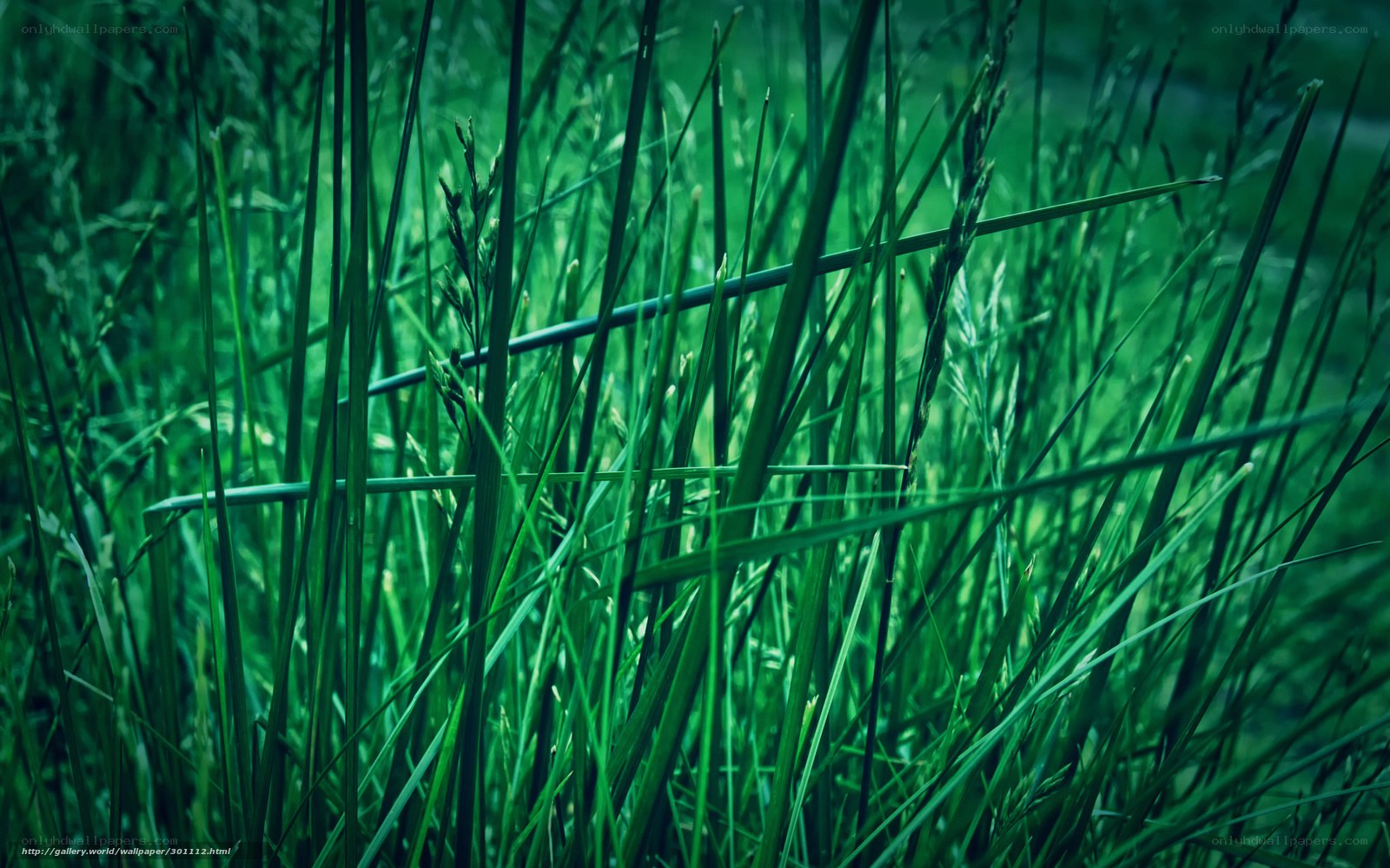 Green grass in a field