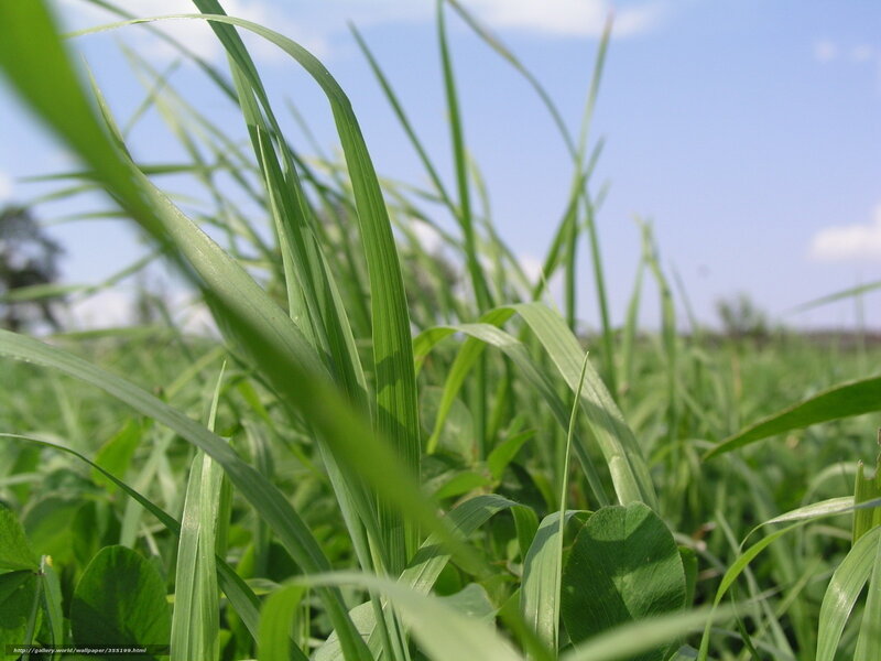 Green grass in a field