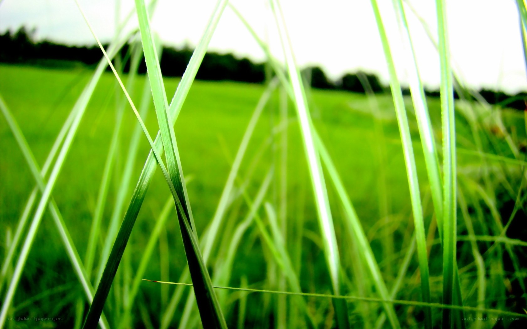 green grass in a field