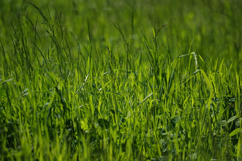 Green grass in a field