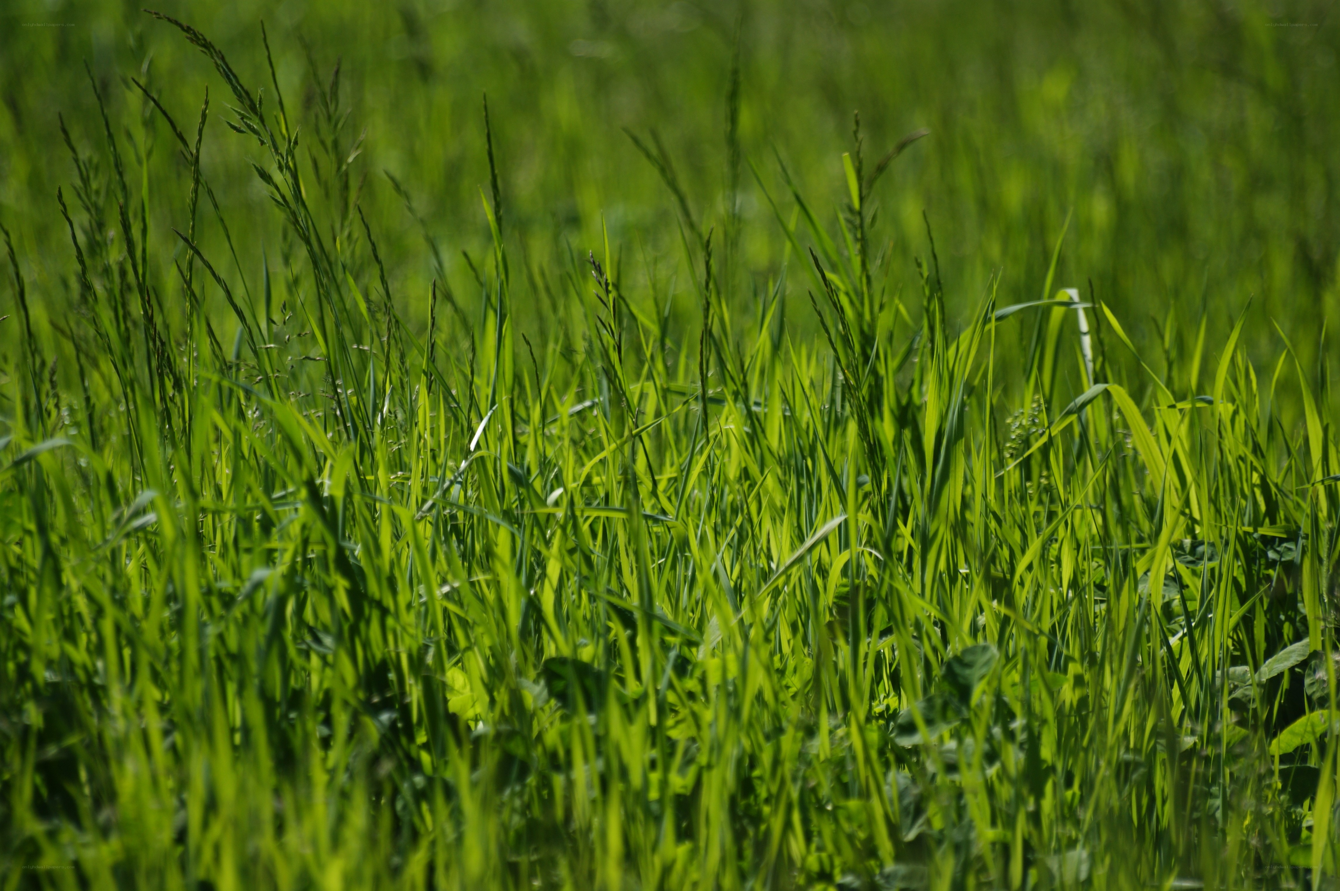 Green grass in a field