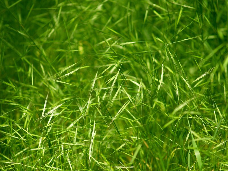 Green grass in a field