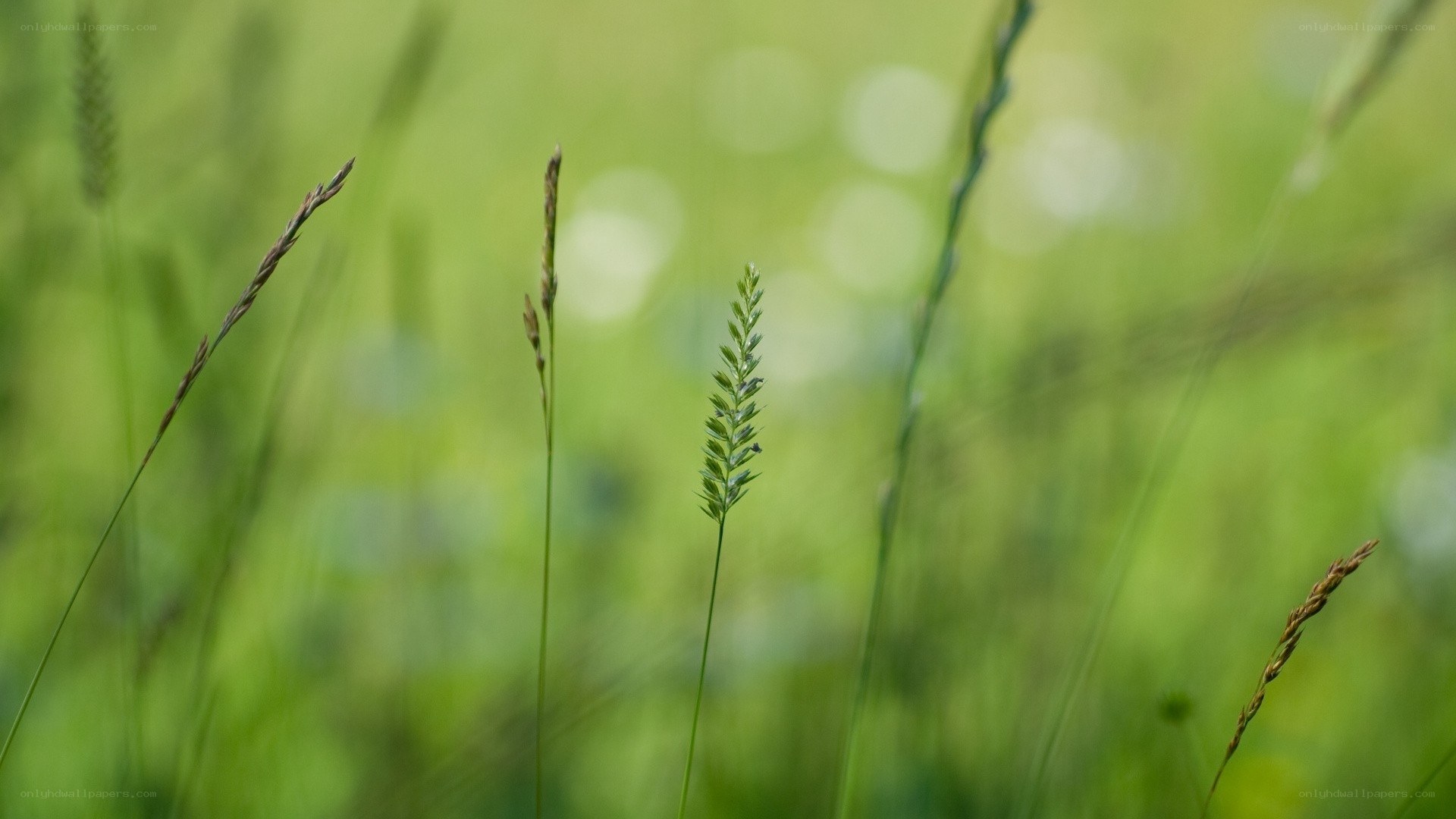 Green grass in a field