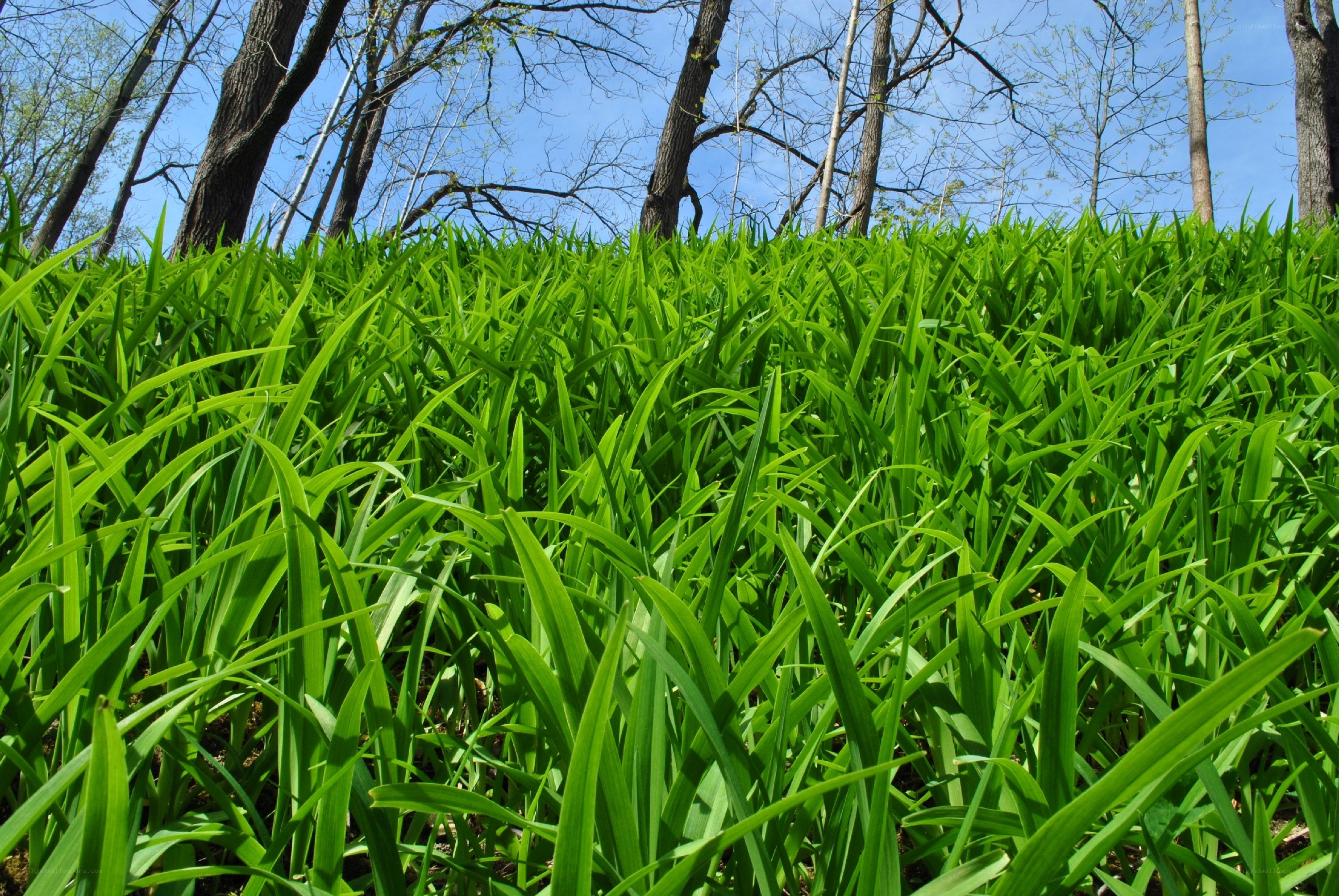 Green grass in a forest